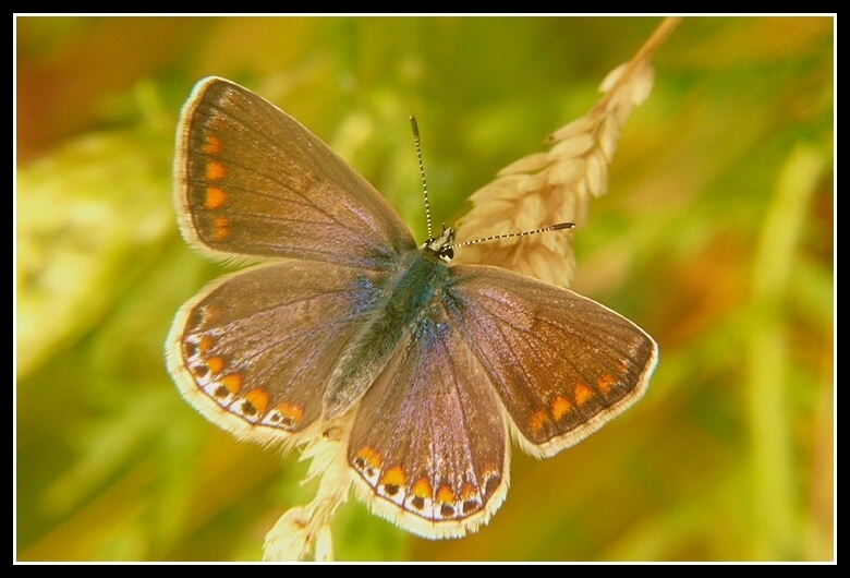 Image of common blue