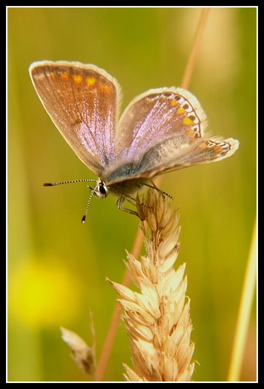 Image of common blue