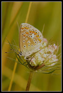 Image of common blue