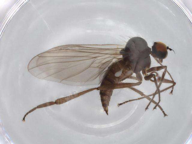 Image of Hybotinae