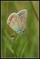 Image of common blue