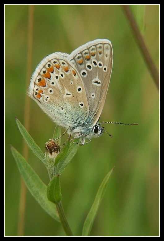 Image of common blue