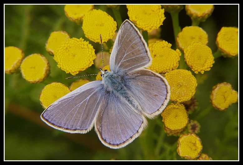 Image of common blue