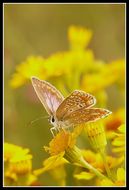 Image of common blue