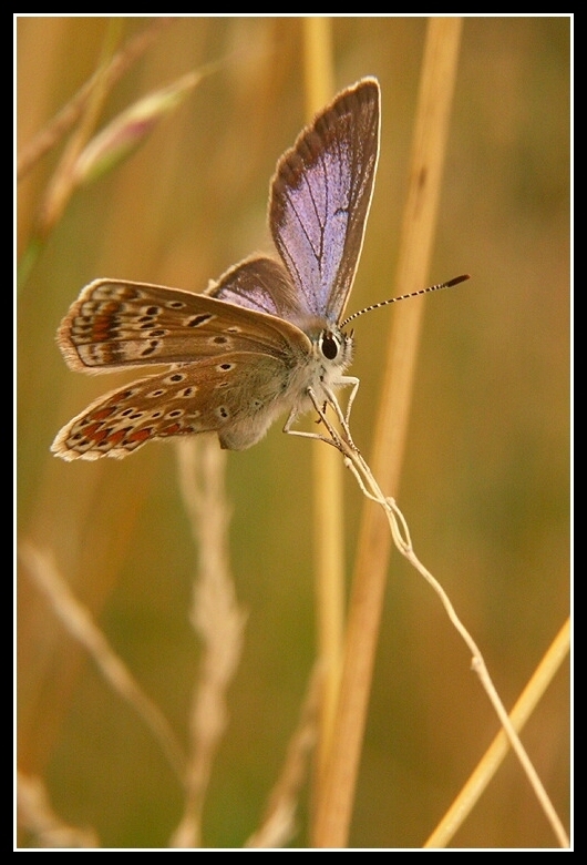 Image of common blue