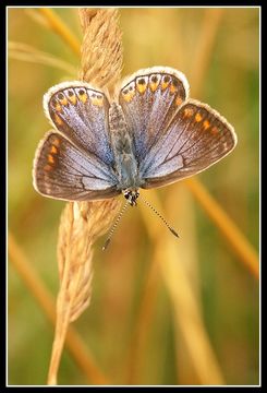 Image of common blue