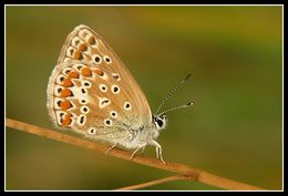 Image of common blue