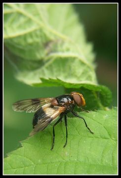 Image of gread pied hoverfly