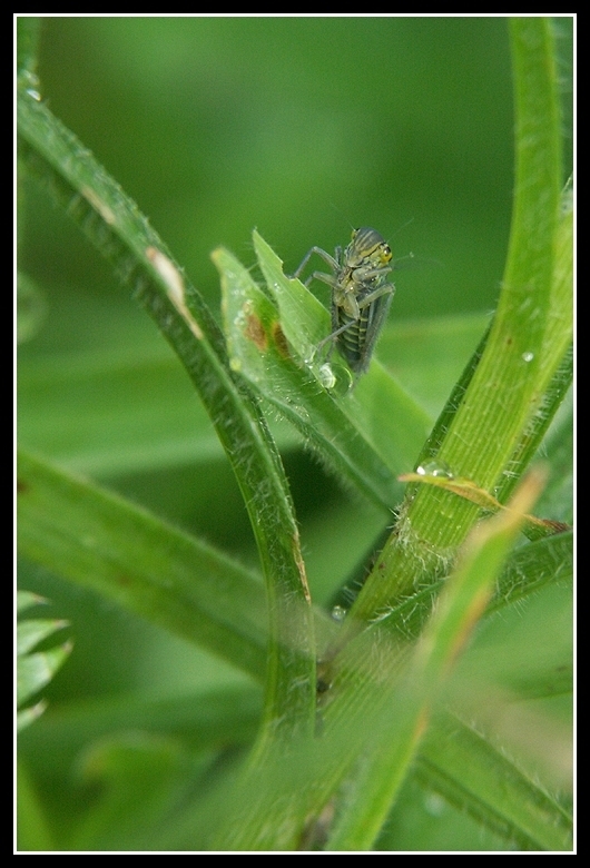 Image of Cicadella viridis (Linnaeus 1758)