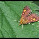 Image of Pyrausta