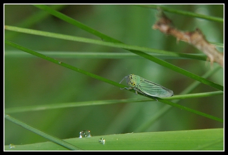 Image of Cicadella viridis (Linnaeus 1758)