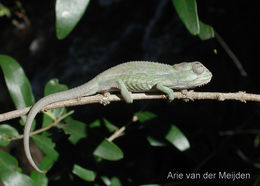 Image of Cape dwarf chameleon