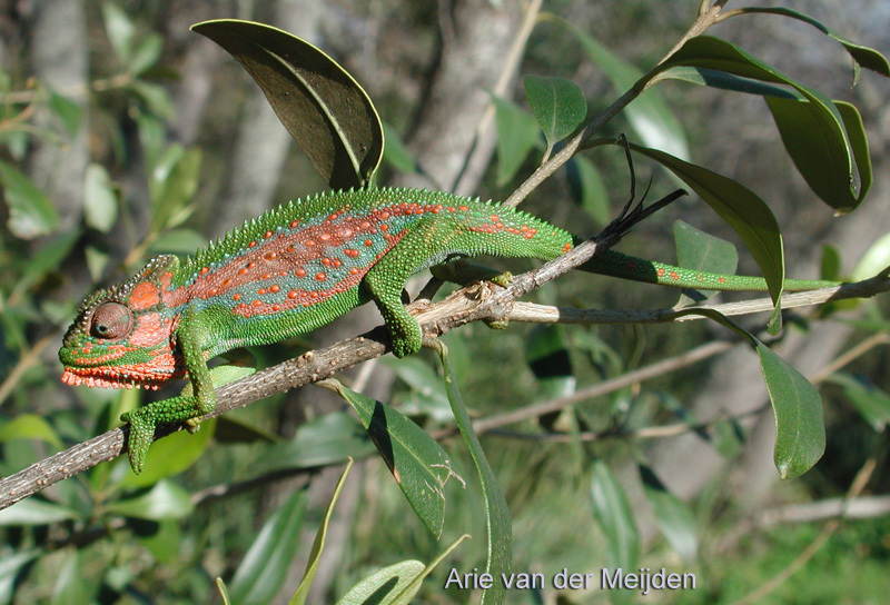 Image of Cape dwarf chameleon