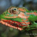 Image of Cape dwarf chameleon