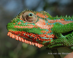 Image of Cape dwarf chameleon