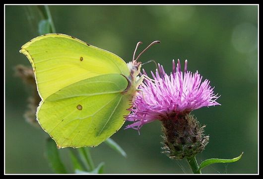 Imagem de Gonepteryx rhamni (Linnaeus 1758)