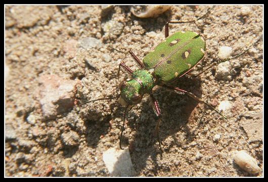 Image of Green tiger beetle