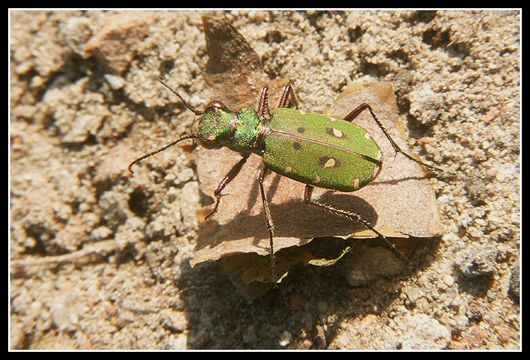 Image of Green tiger beetle