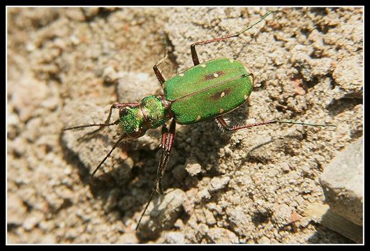 Image of Green tiger beetle