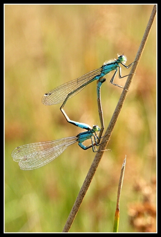 Image of Common Bluetail