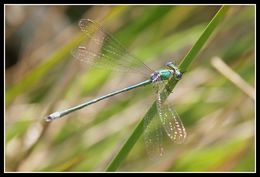 Image of Small Emerald Spreadwing