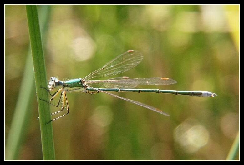 Image of Small Emerald Spreadwing