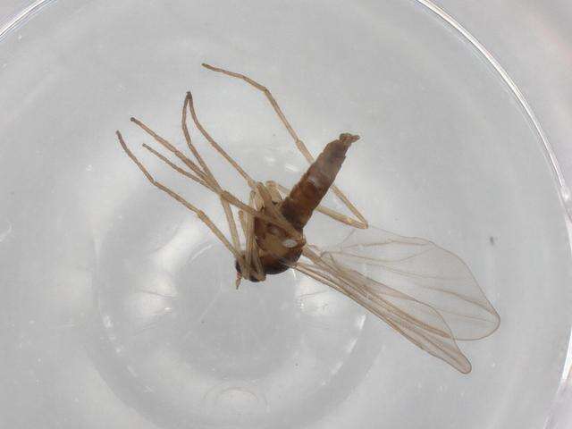 Image of Wood Midges