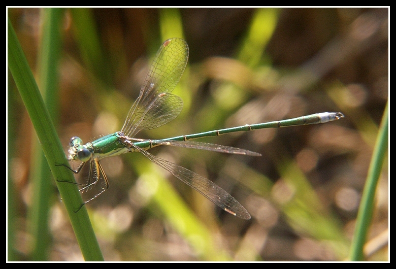 Image of Small Emerald Spreadwing