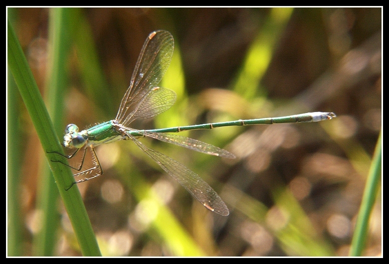 Image of Small Emerald Spreadwing