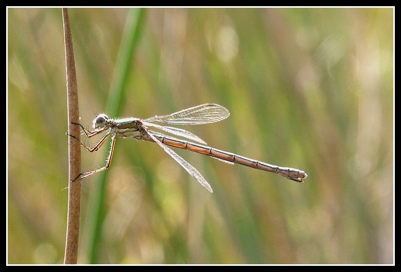 Image of Small Emerald Spreadwing