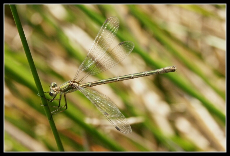 Image of Small Emerald Spreadwing