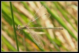 Image of Small Emerald Spreadwing