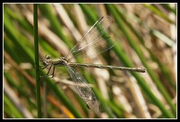 Image of Small Emerald Spreadwing