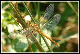 Image of Common Darter