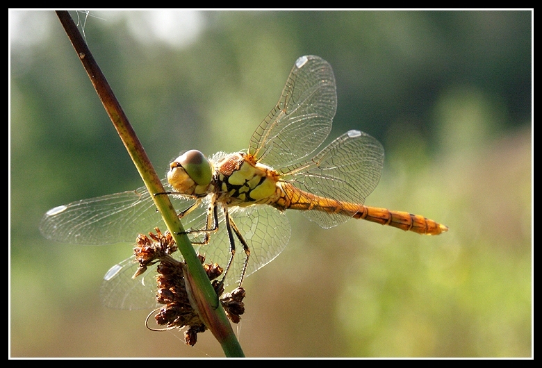 Image of black darter