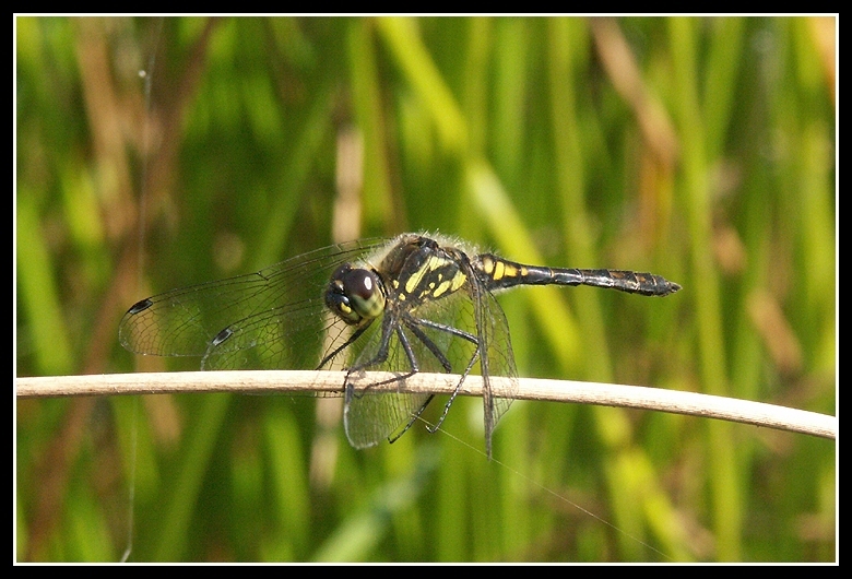 Image of black darter