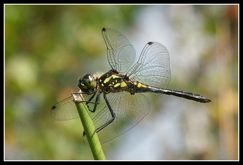 Image of black darter