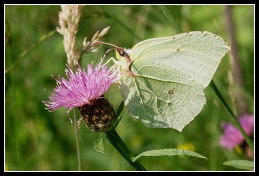 Imagem de Gonepteryx rhamni (Linnaeus 1758)