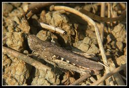 Image of bow-winged grasshopper