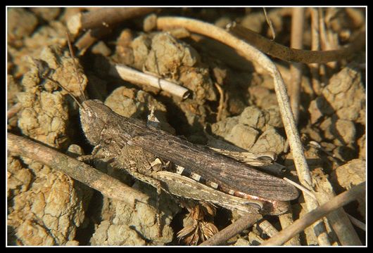 Chorthippus (Glyptobothrus) biguttulus (Linnaeus 1758) resmi