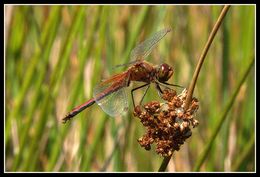 Image of Yellow-winged Darter