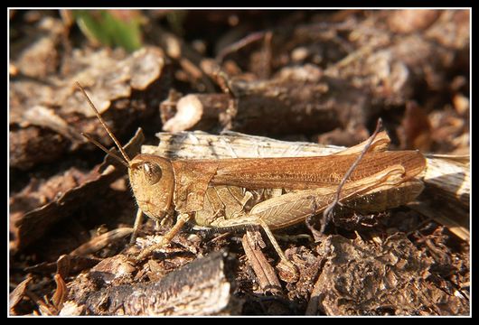 Chorthippus (Glyptobothrus) biguttulus (Linnaeus 1758) resmi