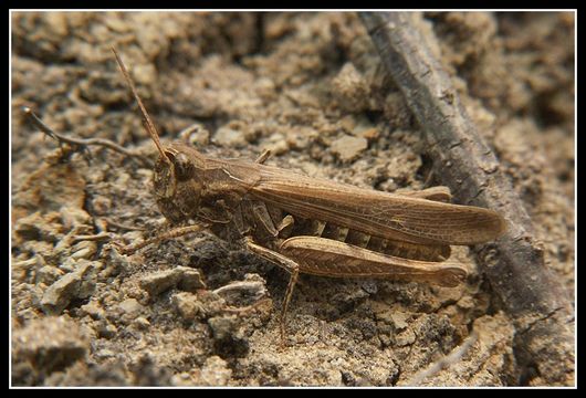 Chorthippus (Glyptobothrus) biguttulus (Linnaeus 1758) resmi