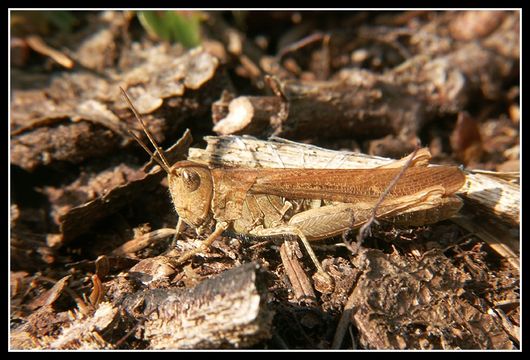 Chorthippus (Glyptobothrus) biguttulus (Linnaeus 1758) resmi