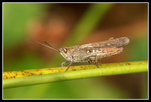 Image of bow-winged grasshopper