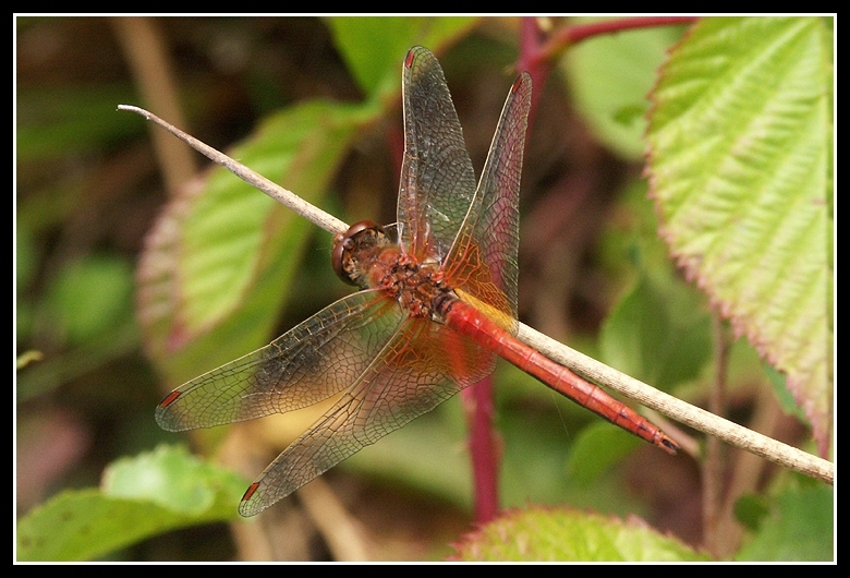 Image of Yellow-winged Darter