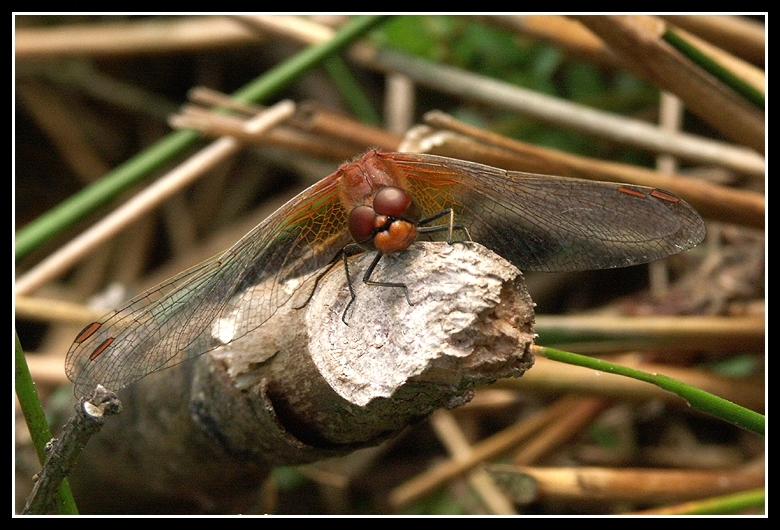 Image of Yellow-winged Darter