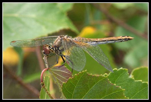 Image of Common Darter