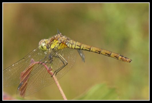 Image of Common Darter