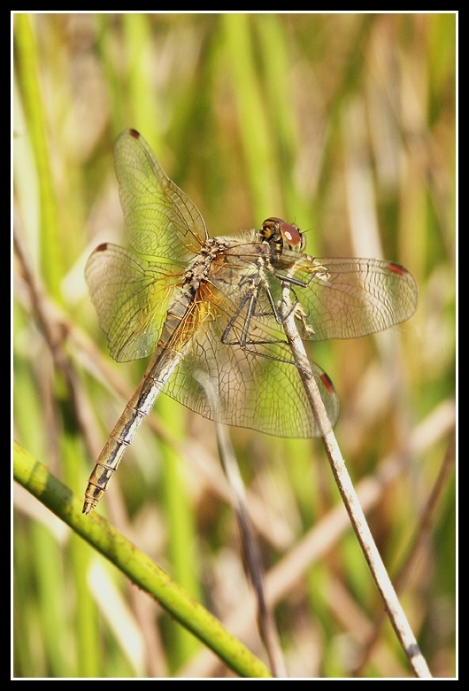 Image of Yellow-winged Darter